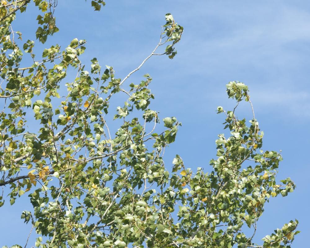Country diary: Which tree sounds the best in the wind? Take a bough, the poplar