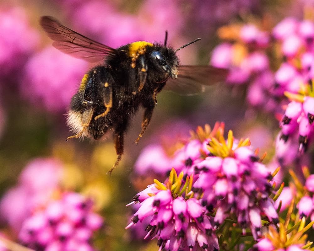 Next UK banknotes to feature barn owls, bumblebees, puffins and hedgehogs