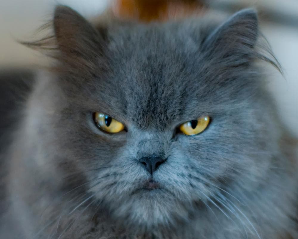 If looks could kill, I’d be in real trouble 