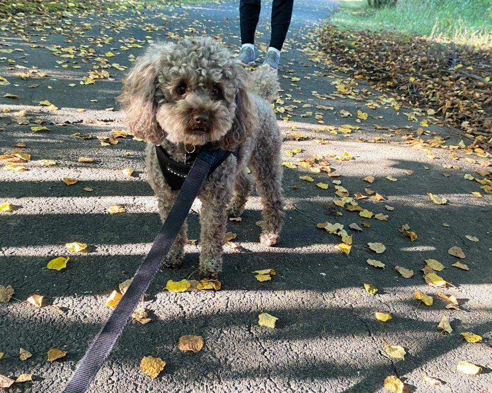 Am I walking my dog all wrong? 