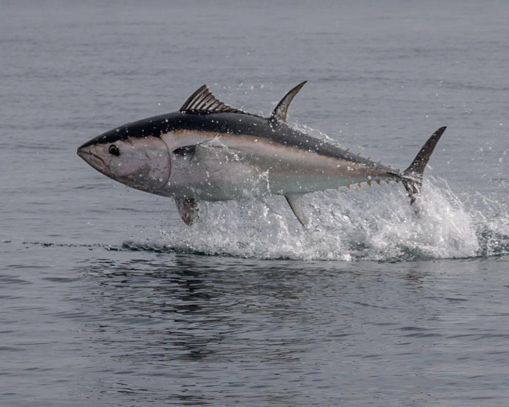 Country diary: The breathtaking sight of a tuna taking flight in British waters 