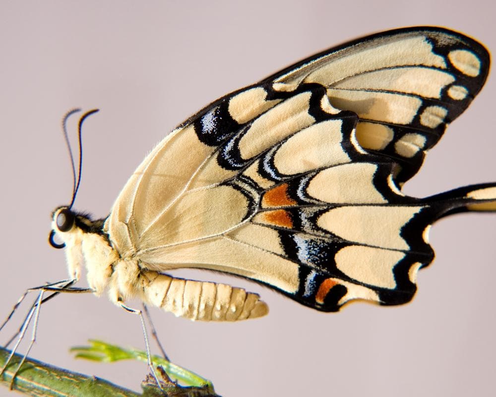 Beautiful butterflies get more attention from the public – and from scientists