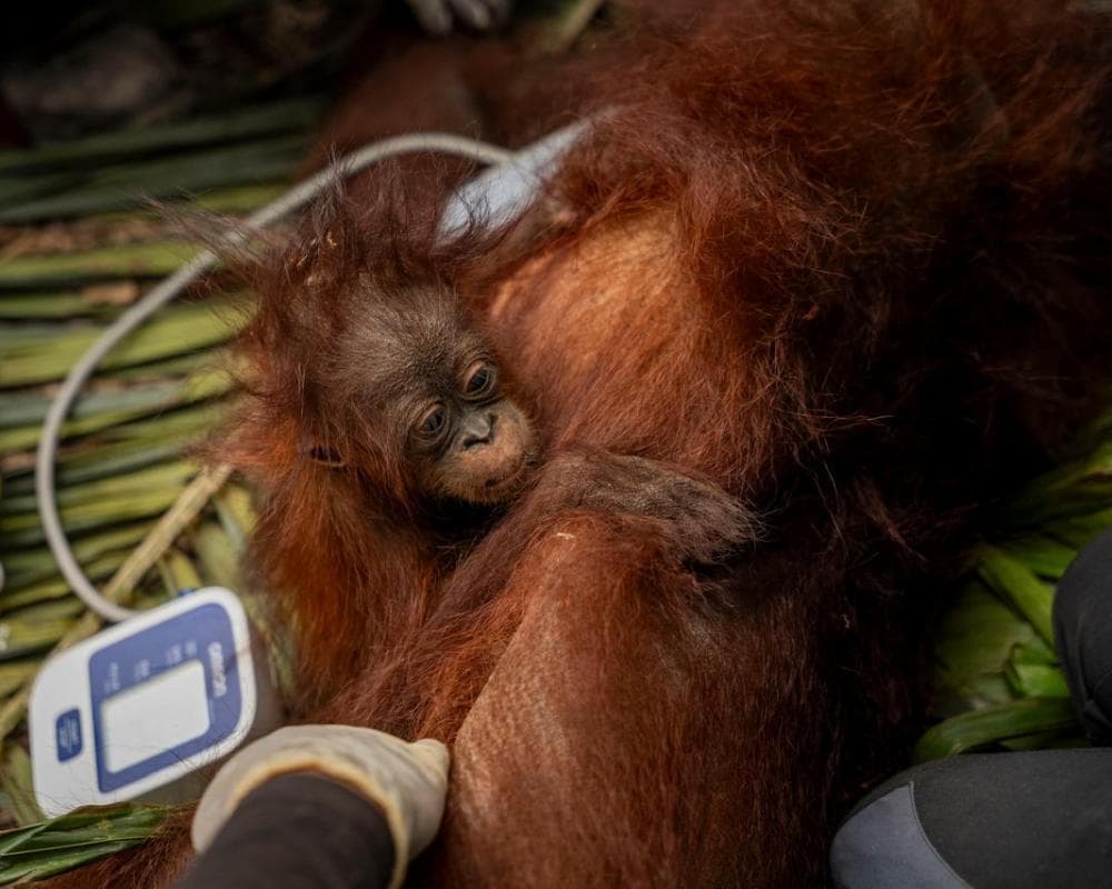 ‘The toll is huge’: El Niño-driven wildfires overwhelm Indonesia’s orangutan population