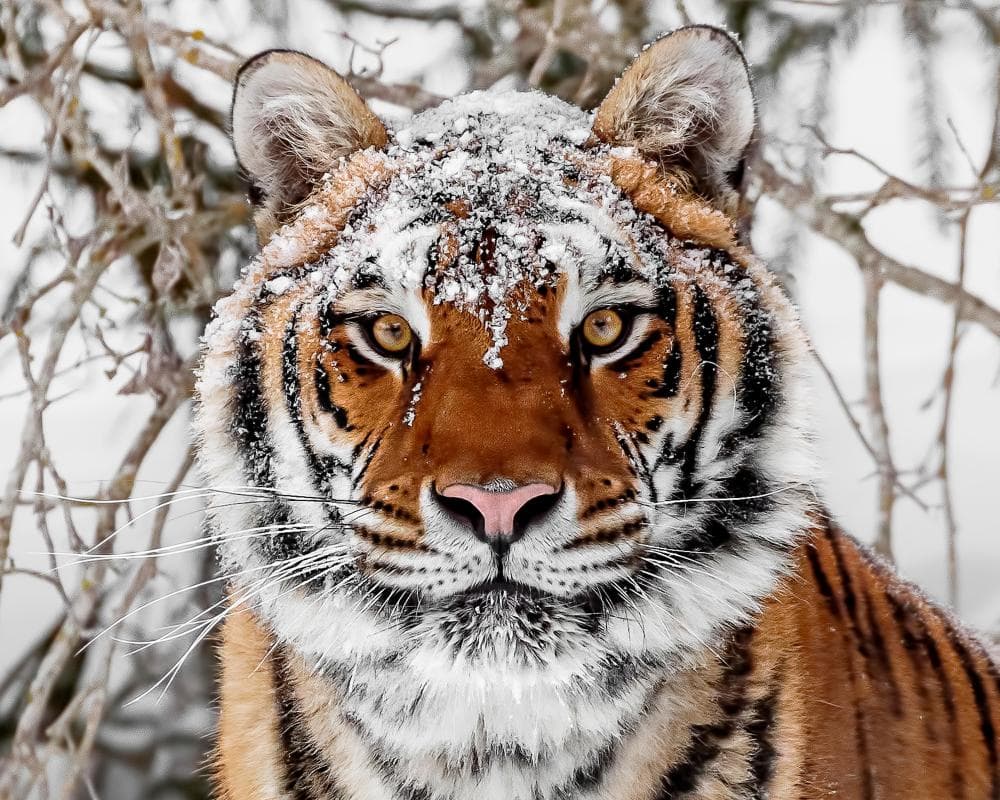 Comebacks for wild tigers, tuna and sea turtles prove nature loss can be reversed, scientists say