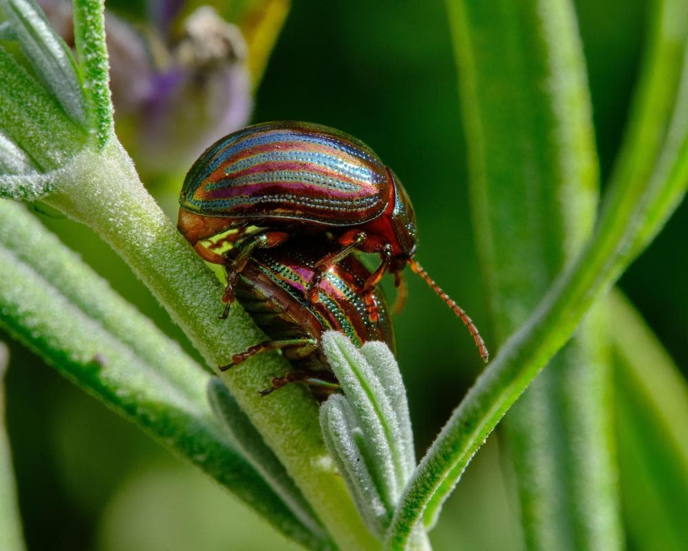 Country diary: A gleaming beetle that could be bad news for my garden favourites