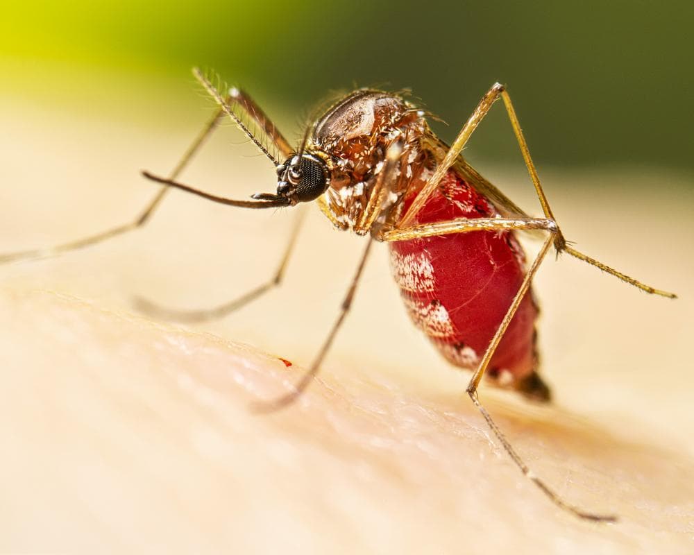 Dengue fever outbreak prompts Florida counties to declare state of emergency