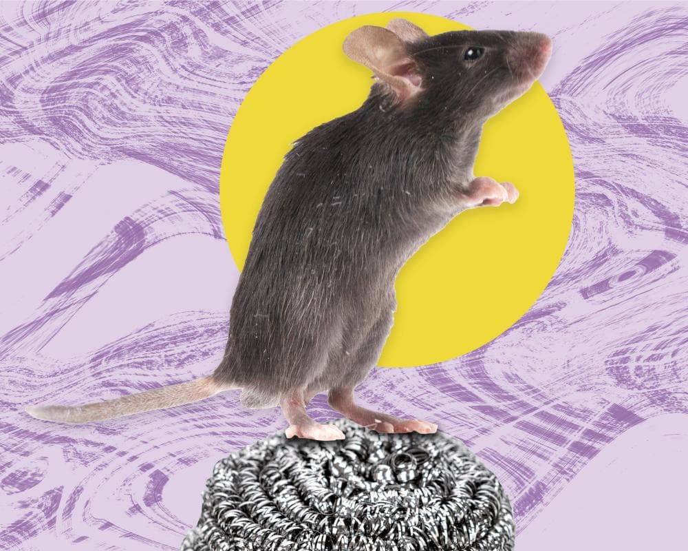The pest I’ll never forget: the rat who jumped off the wardrobe and flew at my face