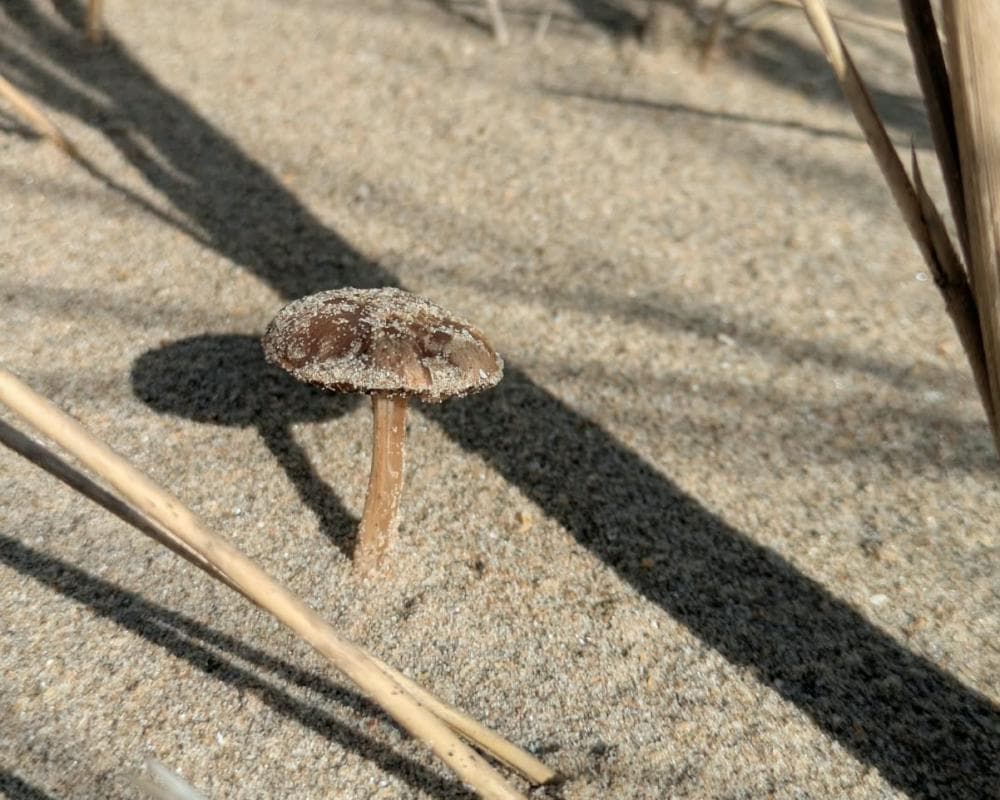 Country diary: Fungi season is here, so I head – yes – to the beach
