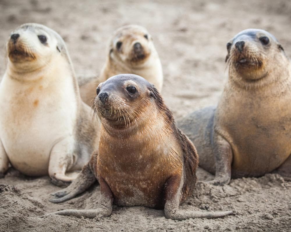 First H5 bird flu death of endangered Australian sea lion recorded amid fears for small population