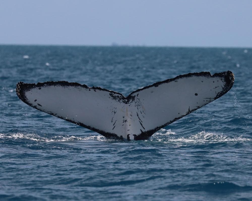 Whales on Australia’s ‘humpback highway’ are at growing risk of injury from boat and propeller strikes