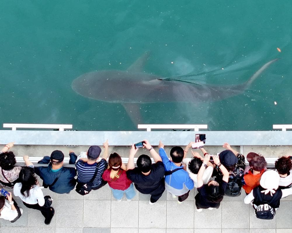 After dark, these YouTubers watch over an unlikely charge – a shark stuck in a South Korean canal