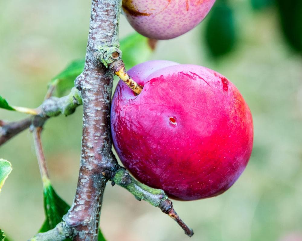 Country diary: Notice anything wrong with this ripe, succulent plum?